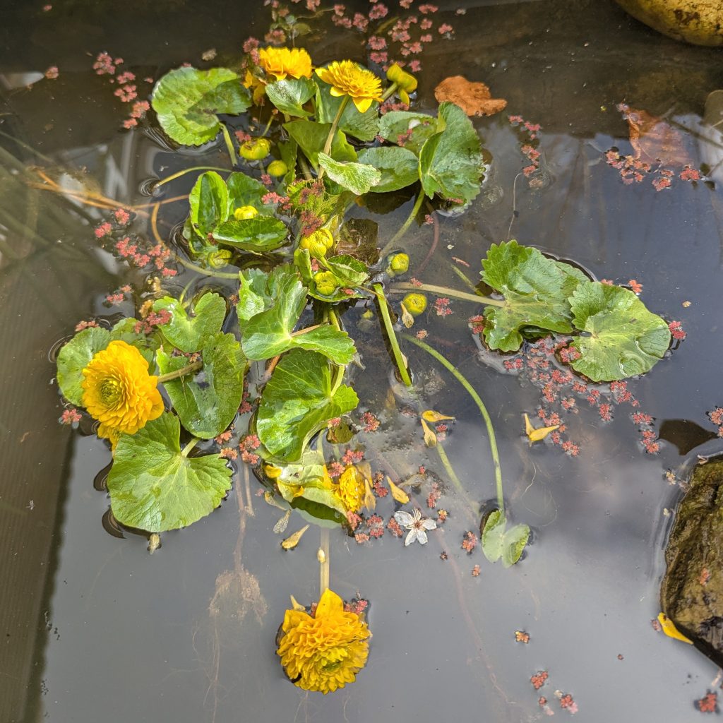 New flowes in the pond